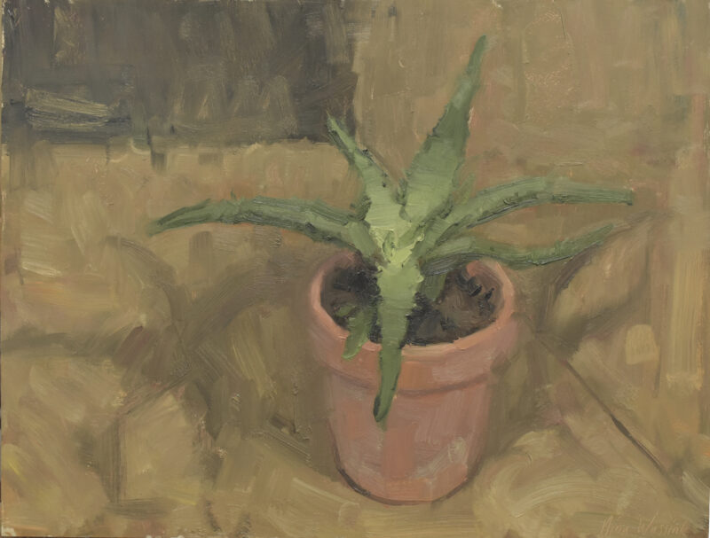 Aloe vera
